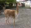 About The Vicuna and its Fiber